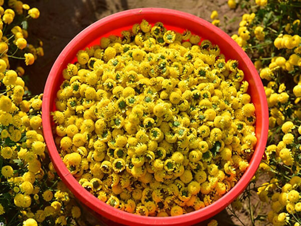 Theo đông y, hoa cúc vàng có tính hàn, vị ngọt và đắng, mùi thơm